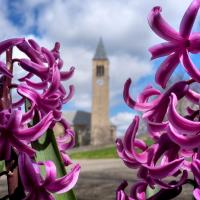 flowers framing McGraw Tower