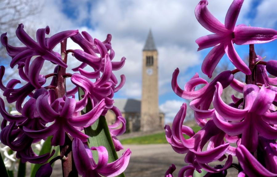 flowers framing McGraw Tower