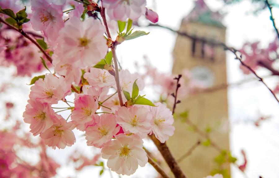 Cherry blossoms in Ho Plaza