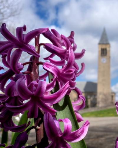 flowers framing McGraw Tower