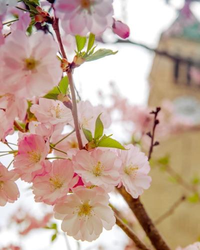 Cherry blossoms in Ho Plaza